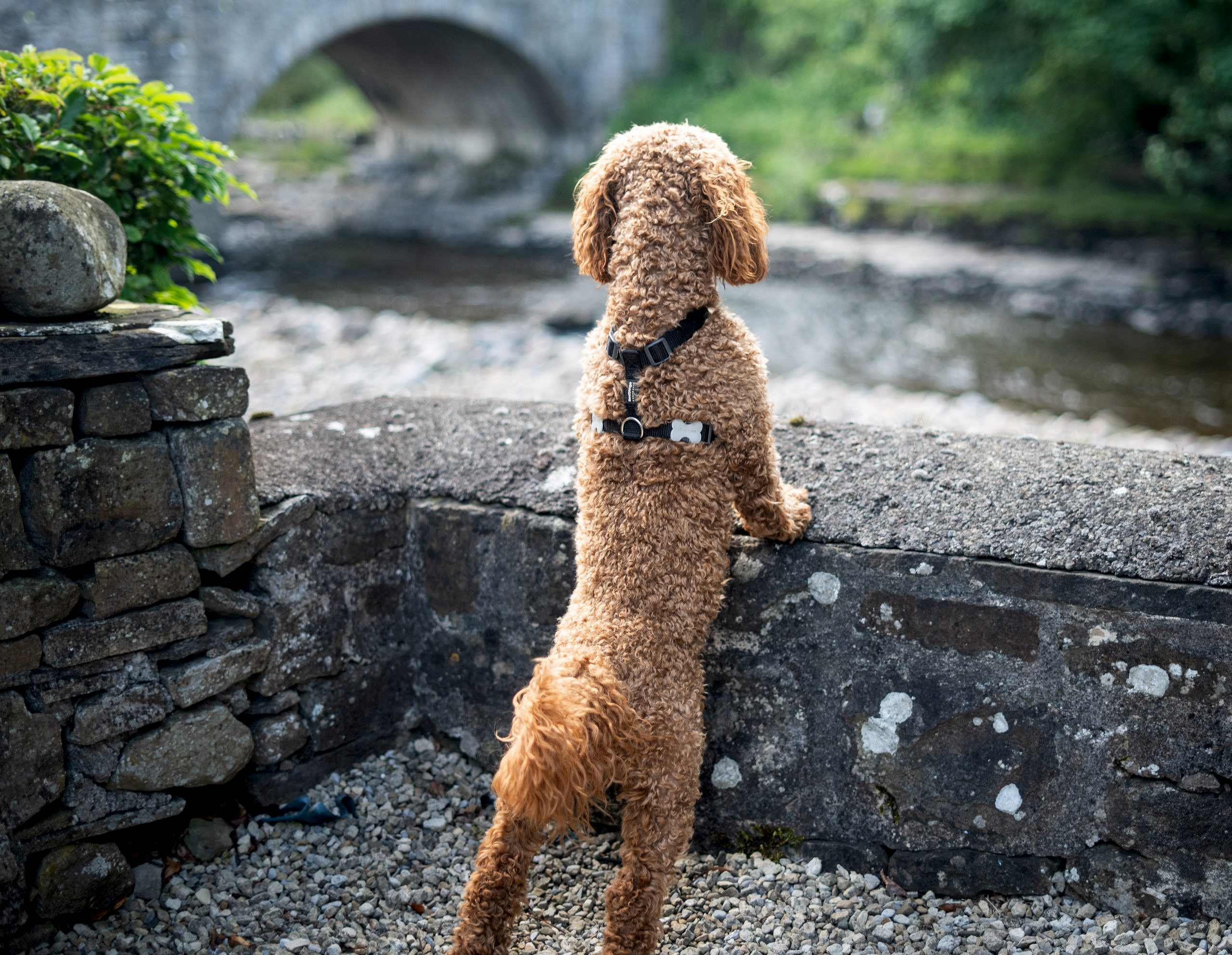 The image shows a dog at Yorebridge House next to the River Ure.